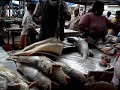 Fish market , Rosignol, Guyana, South America