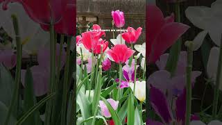 Beautiful Spring flower garden 🌼🌸🌺 so colorful and beautiful! #flowers #garden  