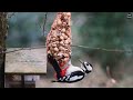De Grote Bonte Specht | The Great Spotted Woodpecker | Heiloo