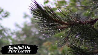 Watch Fall Pine Leaves video
