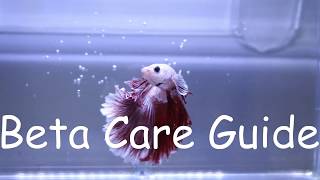 Betta Care Guide
