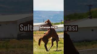 Malatyada Görülmesi̇ Gereken Yerler - Malatya Gezi̇lecek Yerler