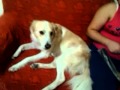 il cane che parla gelosa del suo divano!