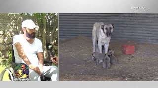 Köpek Dünyası 01.10.2018 - Kangalsi̇vas