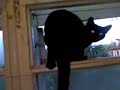woofcat