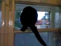 woofcat