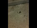Ants pulling bird turd home