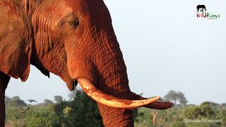 Huge Elephants, A Deadly Puff Adder | On Safari in Tsavo East #4