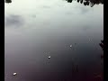 image Penampakan Buaya Putih Berkepala Manusia