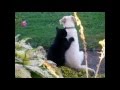 MIGLIORI VIDEO DI ANIMALI DIVERTENTI E TENERI