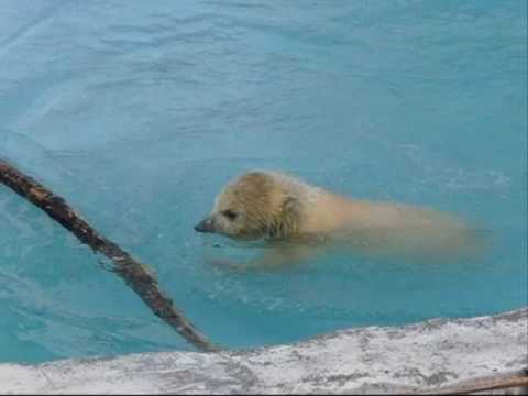 一人で泳ぐ（札幌円山動物園のホッキョクグマの赤ちゃん）