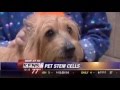 Watch Stem cells for dogs? New pain management therapy works for pets Video