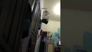 Burung sanger jos