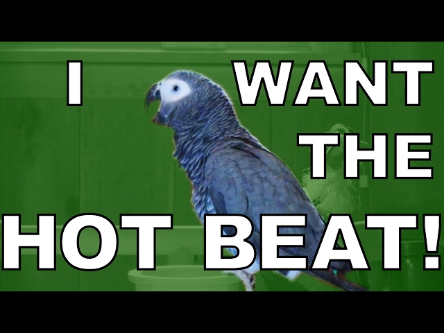Dubstep Made Out Of Bird Sounds - Video