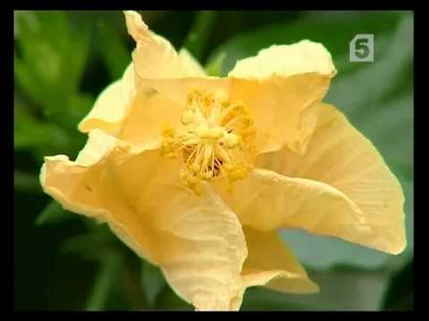 Гибискус как выглядит семена Гибискус как выглядит семена