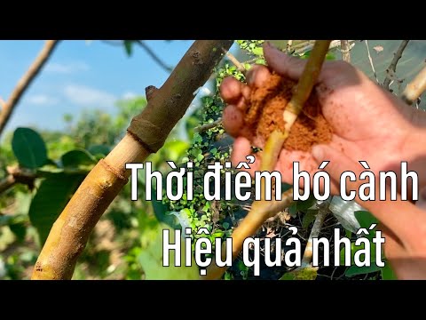 #69 Thời điểm Bó Bầu Cành Chiết giúp Cành Ra Rễ Hiệu Quả Cao | Giá Ổi Hôm Nay