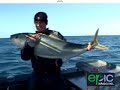 Epic Adventures Jigging Yellowtail Kingfish, Alderman Is, New Zealand Fishing Guides