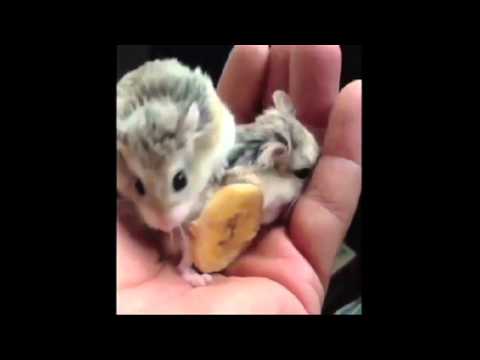 viddys-world-of-animals-ep-3.html