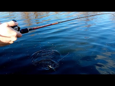ловля щуки сезон 2016 ловля щуки сезон 2016