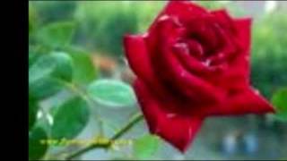 Watch Andre Rieu True Love video