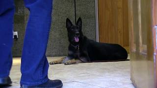 Kraftwerk K9 German shepherd dog calm and well behaved!