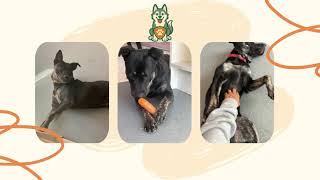Meet Angel 16-Month-Old Staffy Cross Alsatian Friendly & Playful Dog Bedfordshire, Uk