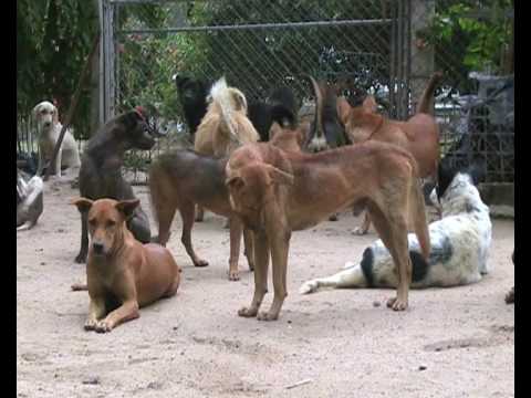 goldendoodle rescue florida. Dog and Cat Rescue Center