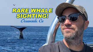 Whale Watching Oceanside, Ca - Rare Whale Sighting