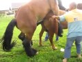 Horses mating