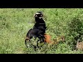 OMG! Best Breeding goat