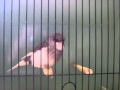 Blue & white Gloster Canary consort Bred by Mr & Mrs Moore