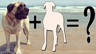 Top 7 Mastiff Cross Breeds Mastiff Mix Breeds