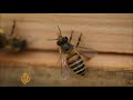 Tokyo's green buzz