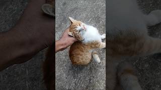 Cute Cat