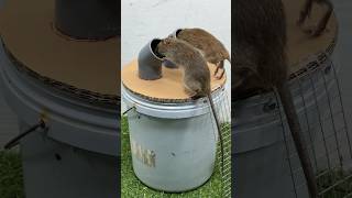 The Easiest Homemade Mouse Trap Idea // Mouse Trap 2 #Rat #Rattrap #Mousetrap #Shorts