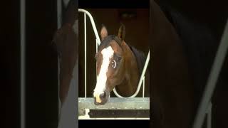 Shergar