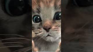 Funny Cat Little Kitten Adventure - Play Fun Pet Care  Infant Learning Cartoons Videos For Babies