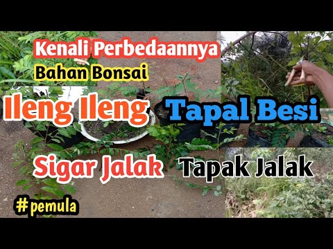 Serupa Tapi Tidak Sama | Ileng Ileng Tapal Besi Sigar Jalak