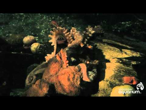Within minutes of introducing the male to a female octopus - sex happened. Within minutes of introducing the male to a female octopus - sex happened.