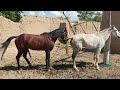 Horse and Horses Groom each other Martha 2022