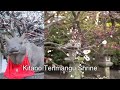 Japan Travel: Kitano Tenmangu Shrine Michizane's favorite ume trees, Kyoto