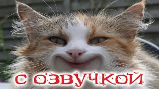 Приколы С Котами! Самая Смешная Озвучка Животных От Доми Шоу