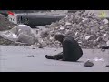 Opposition fighter saves the life of a civilian under the fire of a regime's sniper in Aleppo