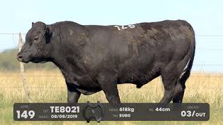 LOTE 149 - TOUROS ANGUS - LEILÃO SÃO BIBIANO 2021