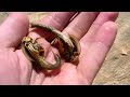 Aliens on Earth - Triops Expedition