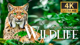 Majestic Adventure Wildlife 4K 🐻 Discovery Relaxation Amazing Wild Film With Relaxing Piano Music