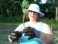 Tomato planting