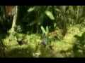 Profil Divisi 1 Kostrad Tni Ad images Profil Divisi 1 Kostrad Tni Ad