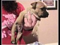 AQUIRA - AMERICAN STANFORD - PITBULL - 1/3 MESES - 2011