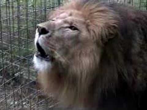 LION ROAR - EXTREME CLOSE UP!!!